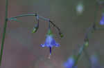 Small bonny bellflower